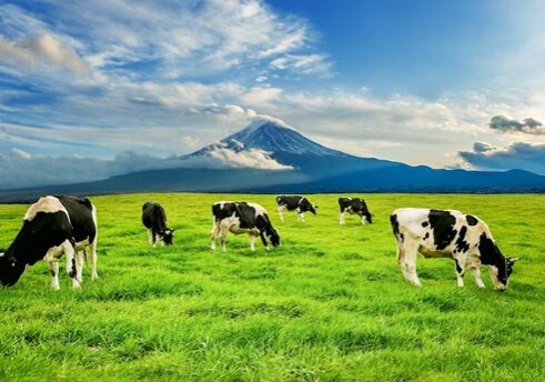 cow-image